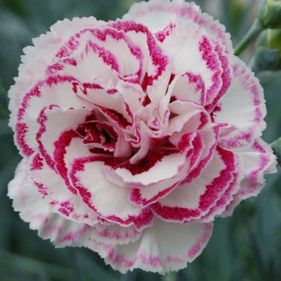 Close-up of a pink and white carnation flower with a blurred green background