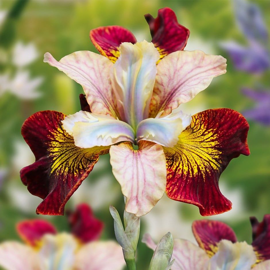 100 Laughing Beauty Iris Seeds