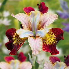 100 Laughing Beauty Iris Seeds