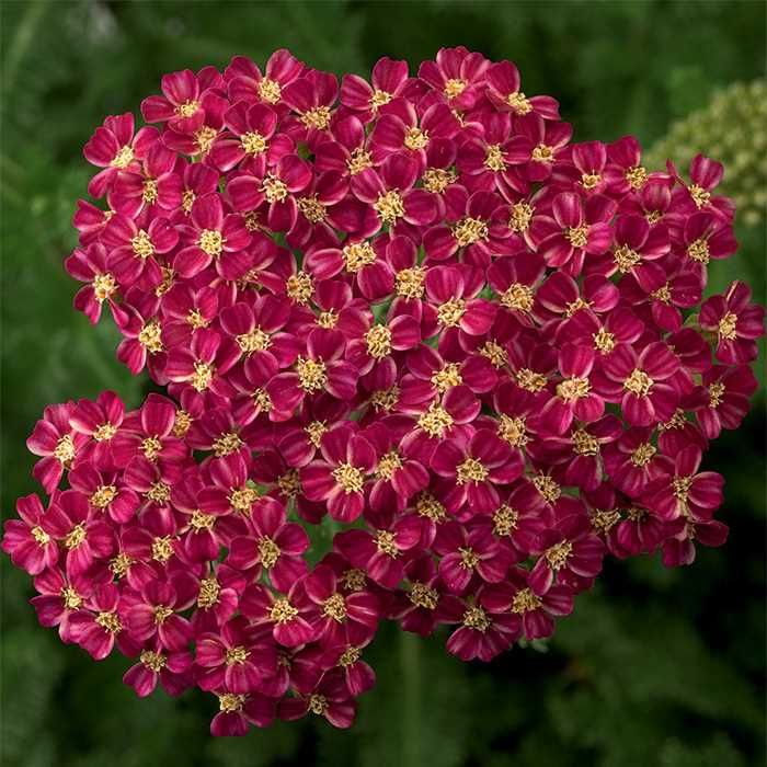 500 Eve Deep Rose Yarrow Flower Achillea Millefolium Seeds