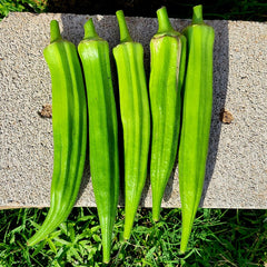 100 Lady's finger Okra Abelmoschus esculentus L. Moench Seeds