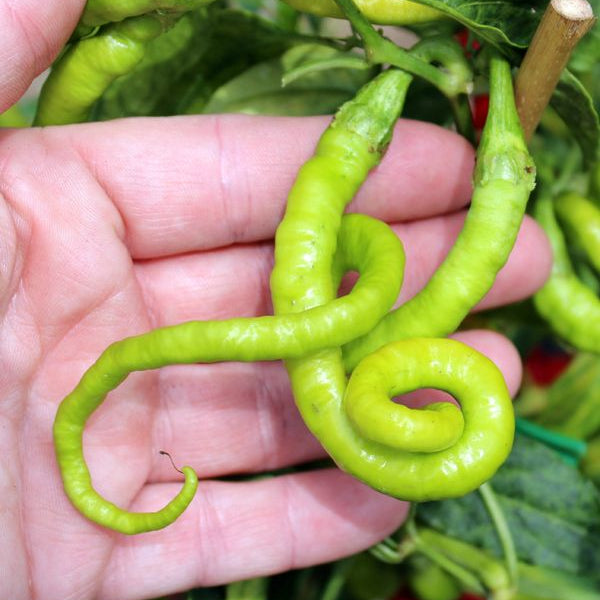 100 Turkish Snake Chili Pepper Seeds