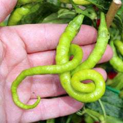 100 Turkish Snake Chili Pepper Seeds