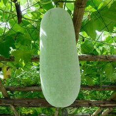30 Winter Melon Vegetable Seeds