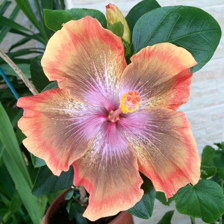 Close-up of a pink and yellow flower with green leaves in the background