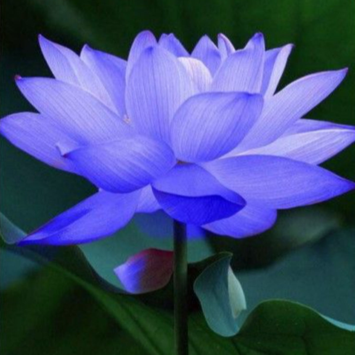 15 Thai Heirloom Lotus flower Bonsai Seeds Water Plants (Original Thai Seeds) 001