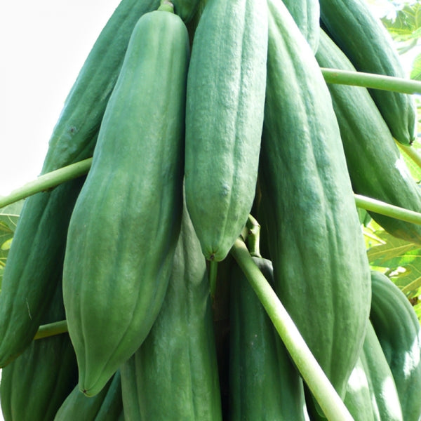 50 Thai Krang Papaya Fruit Seeds