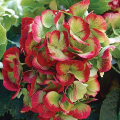 50 Hobella Hydrangea Hardy Perennial Flowers Seeds