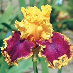 100 Decadence Iris Seeds