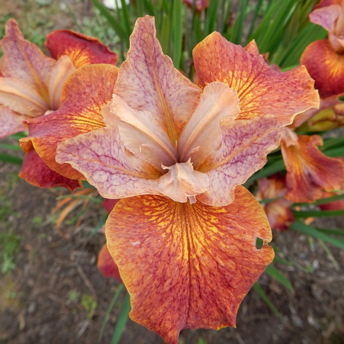 100 Paprikash Black Joker African Iris Seeds