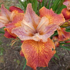 100 Paprikash Black Joker African Iris Seeds
