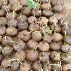 20 Rare Stephania Erecta Seeds