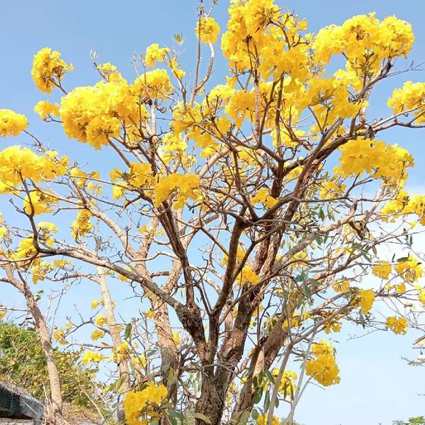 20 Silver Trumpet Tree Tree of Gold Paraguayan Silver Trumpet Tree Seeds