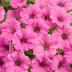 1000 Pink Avalanche Petunia Seeds Grandiflora Multiflora Milliflora Flower Seeds