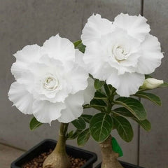 15 Thai Snow White Adenium Obesum Double layer Desert Rose Seeds