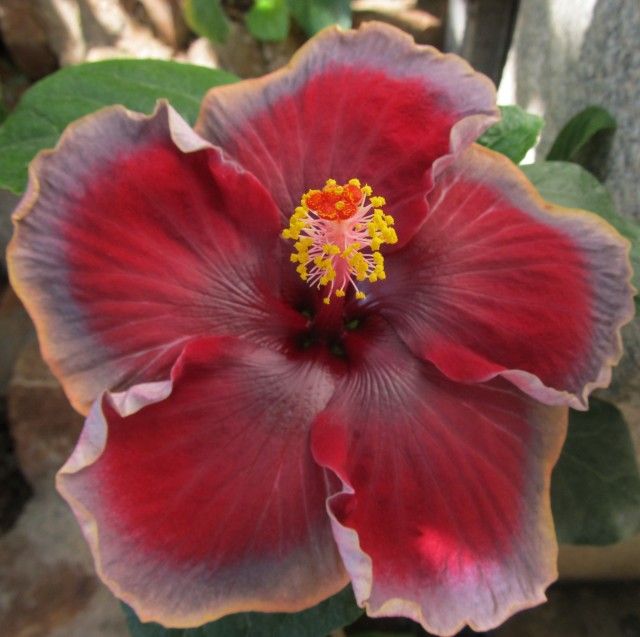 100 Divine Grace Hibiscus Hardy Flower Perennials Seeds