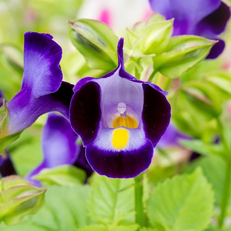 300 Purple Moon Torenia Wishbone Flower Seeds