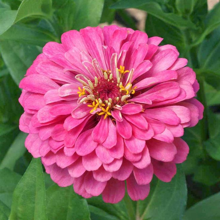 300 Pink Zinnia California Giant Flower Seeds Big Blooms