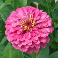 300 Pink Zinnia California Giant Flower Seeds Big Blooms