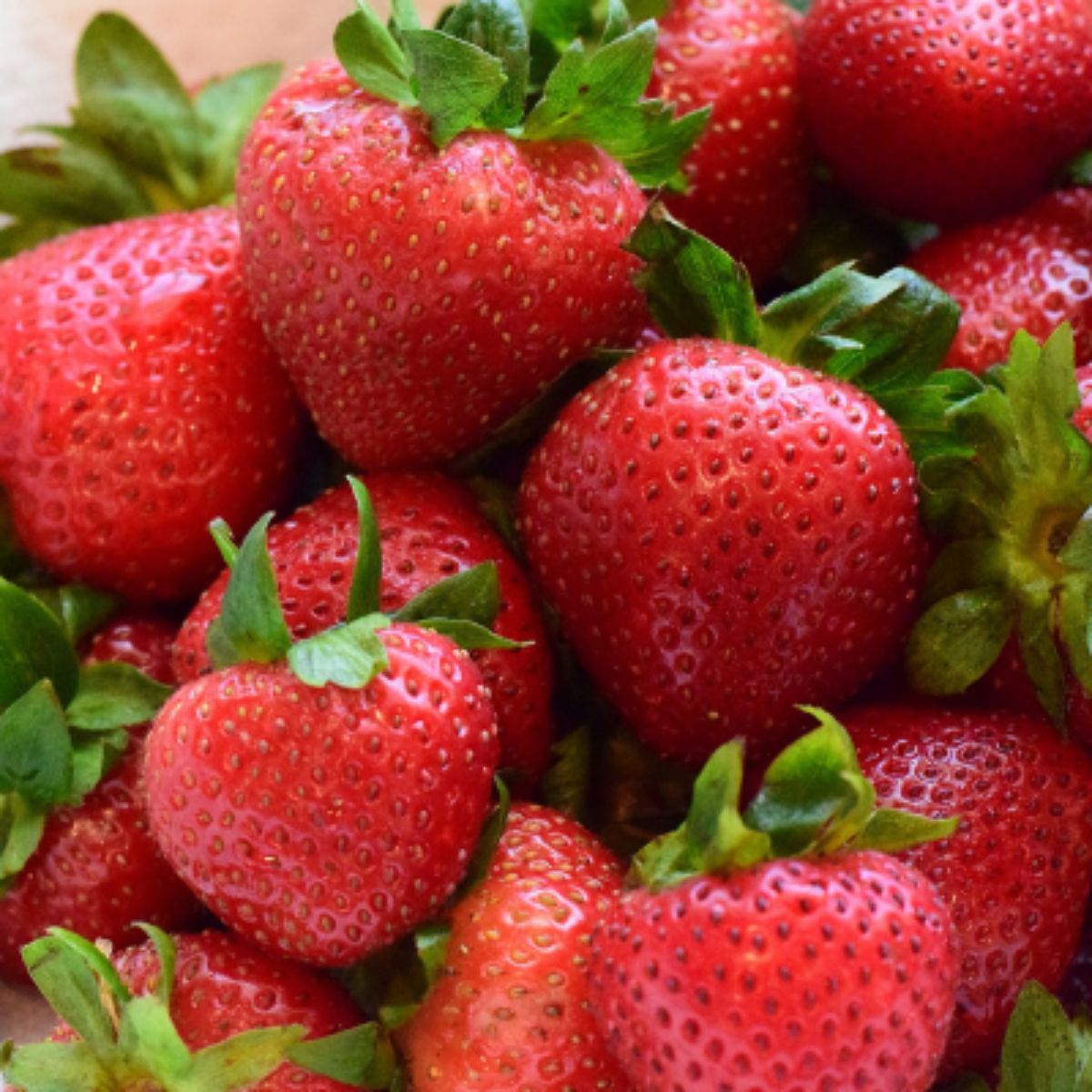 100 Camarosa Strawberry Fruit Organic Sweet Non-GMO Seeds