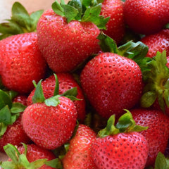 100 Camarosa Strawberry Fruit Organic Sweet Non-GMO Seeds
