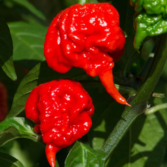 25 Chili Ghost Pepper Non GMOs Vegetable Seeds