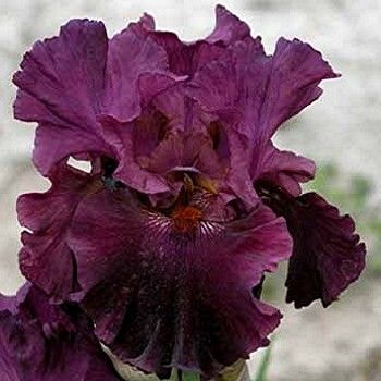 100 Let's Be Brazen Iris Seeds