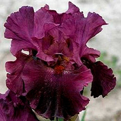 100 Let's Be Brazen Iris Seeds