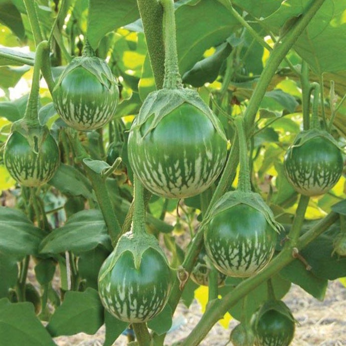 200 Thai Green Striped Eggplant Seeds