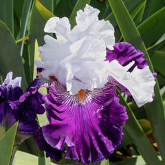 100 Kings Speech Iris Seeds