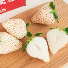 100 Hatsukoi no Kaori Japanese Strawberry Fruit Seeds