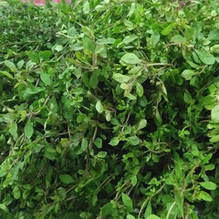 200 Phak Nang Rai Phak Si Siat Thai Vegetable Seeds