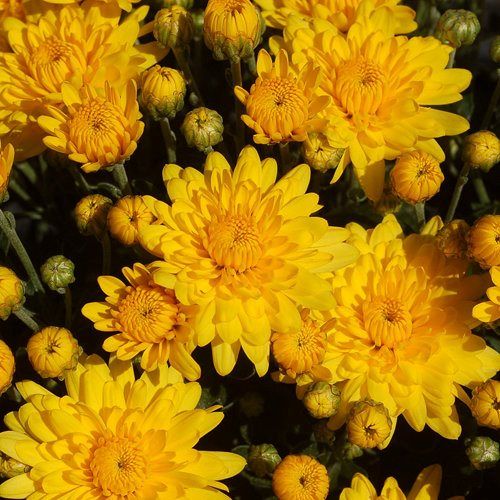 200 Yellow Chrysanthemum Flowers Seeds