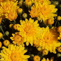 200 Yellow Chrysanthemum Flowers Seeds
