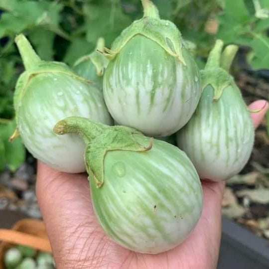 Hand holding green unripe eggplants with a garden background