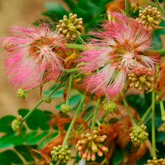 50 Rain Tree East Indian Walnut Monkey Pod Seeds
