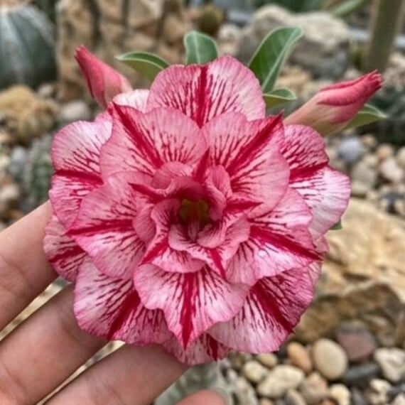 15 Thai Red Arun Line Adenium Obesum Desert Rose Seeds