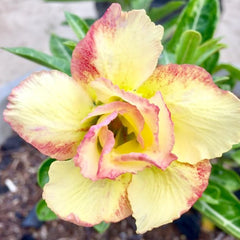 15 Thai Yellow Siri Adenium Obesum Double layer Desert Rose Seeds