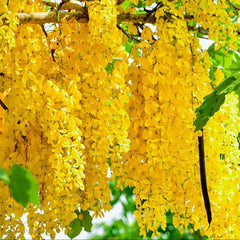 50 Yellow Cassia fistula Seeds Thai Golden Shower Tree Seeds