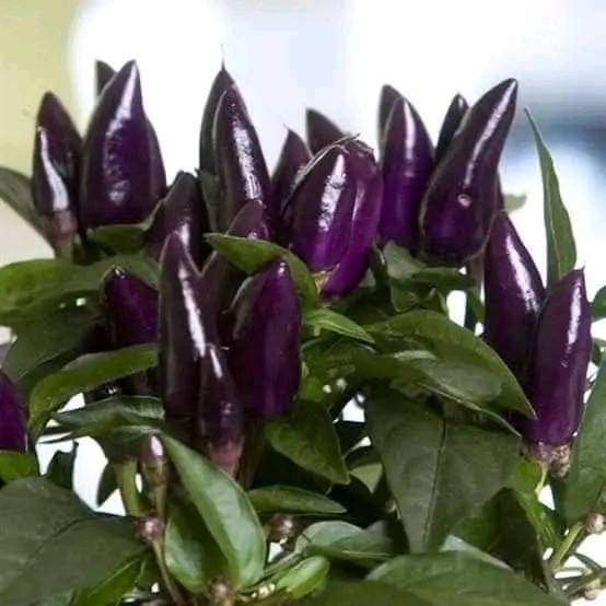 100 Amethyst Purple Chilli Pepper Vegetable Heirloom NON-GMO Seeds