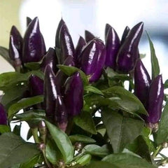 100 Amethyst Purple Chilli Pepper Vegetable Heirloom NON-GMO Seeds