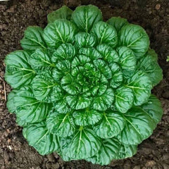 300 Tat Soi Chinese Flat Cabbage Vegetable Non-Gmo Heirloom Seeds