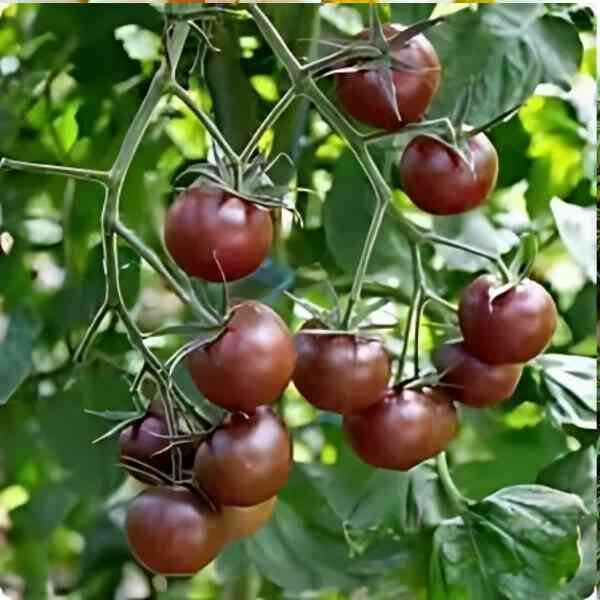 100 Black Cherry Tomato Non GMOs Vegetable Seeds