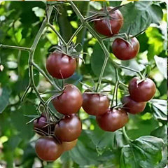 100 Black Cherry Tomato Non GMOs Vegetable Seeds