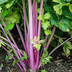 1000 Purple Celery Seeds