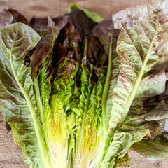 300 Cimmaron Romaine Lettuce Vegetable Seeds