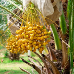 12 Yellow Barhee Barhi  Date Palm Seeds Phoenix dactylifera (Arecaceae) Fruit Seeds (UAE Lab 104)