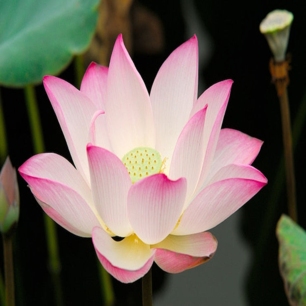 15 Thai Heirloom Lotus flower Bonsai Seeds Water Plants (Original Thai Seeds) 033