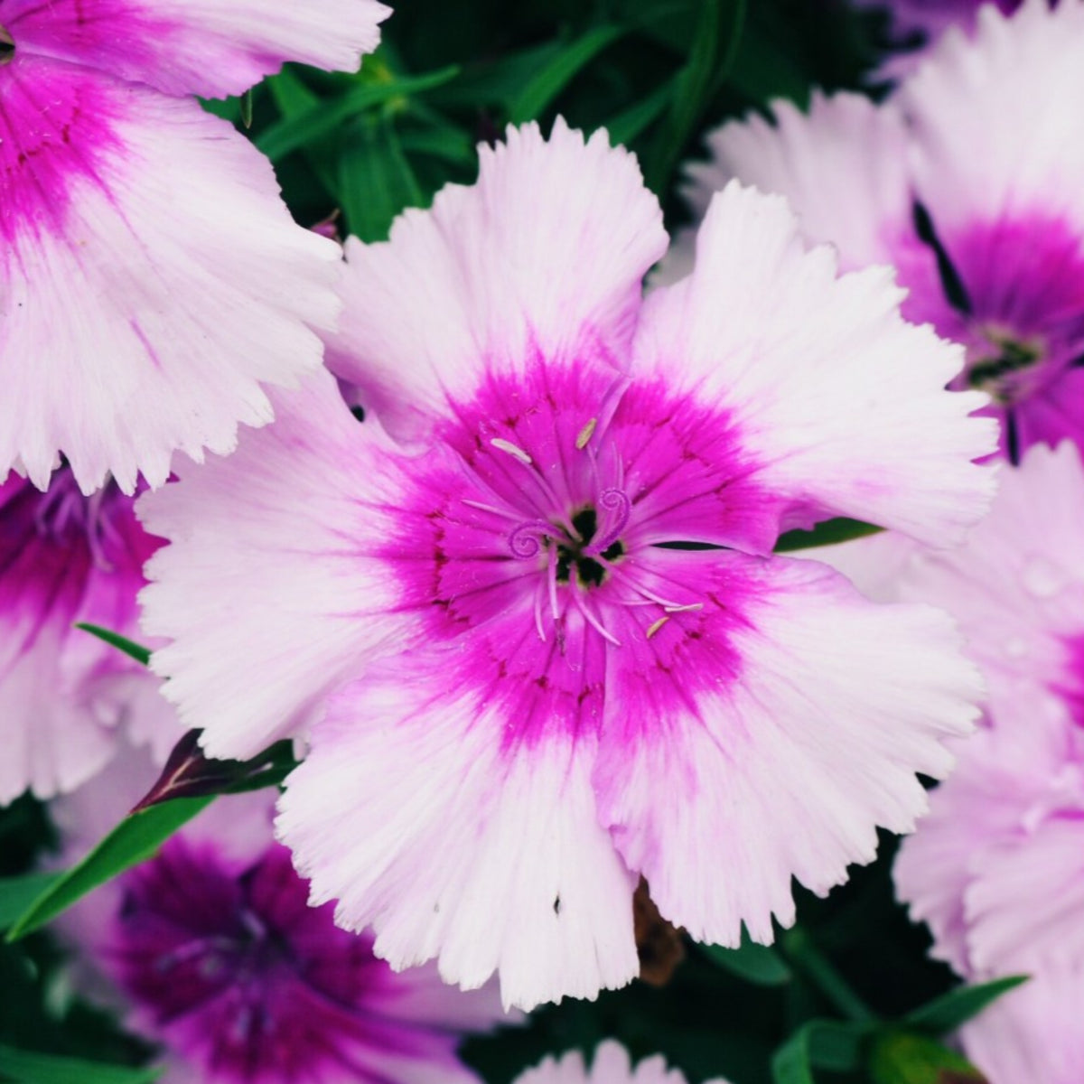 100 Purple Dianthus chinensis Seeds Perennial Butterfly Flowers Caryophyllaceae