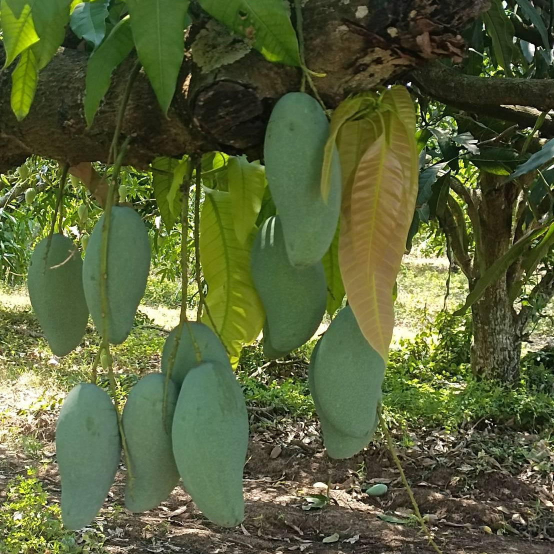 Cacao fruits hanging from a tree in an orchard